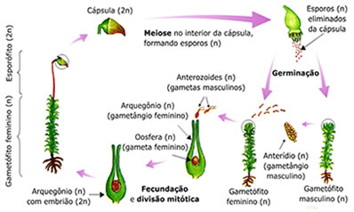 Na figura podemos observar o ciclo reprodutivo dos musgos